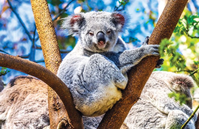 koala